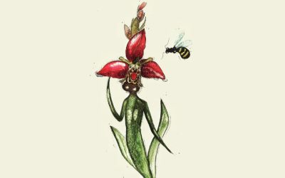 Il genio dell’orchidea travestita da ape