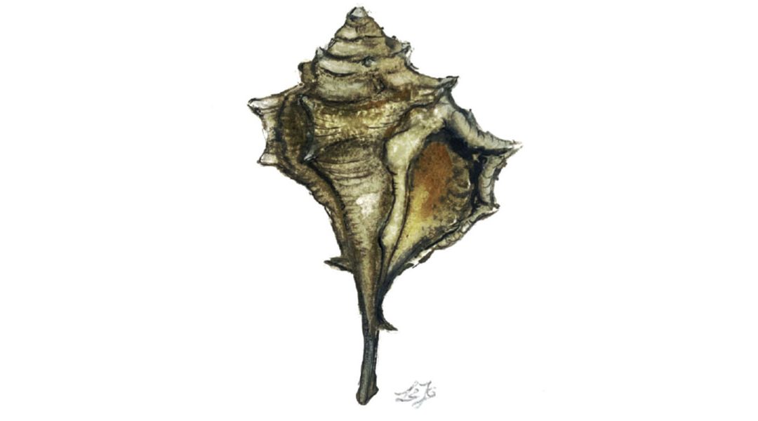 Il Murice spinoso del mar Jonio