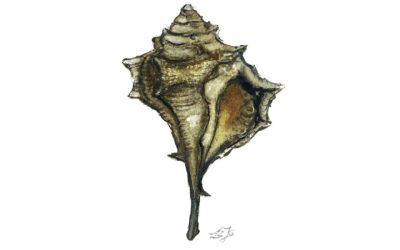 Il Murice spinoso del mar Jonio